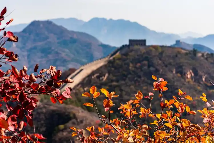 长城红叶