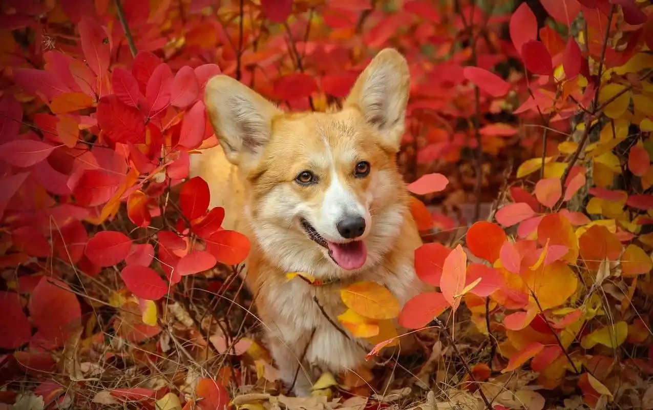 10种适合穷人养的狗,省钱又贴心