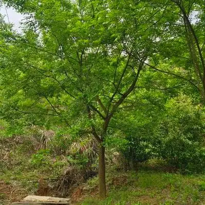 安徽合肥小叶朴树产地行情