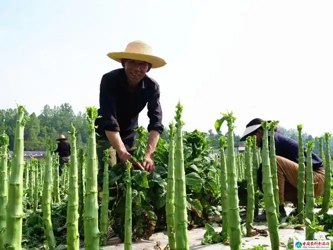 亩产8000余斤甘肃徽县江洛镇莴笋喜迎丰收