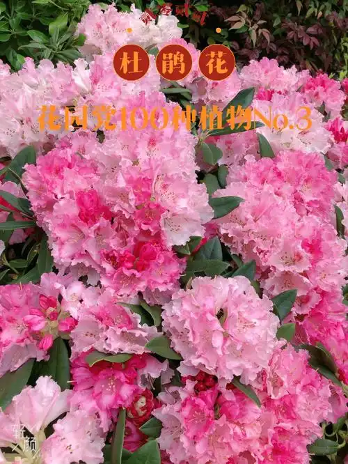 花园党100种植物no3杜鹃花