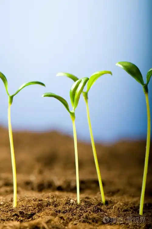 说明的新生活理念的绿苗
