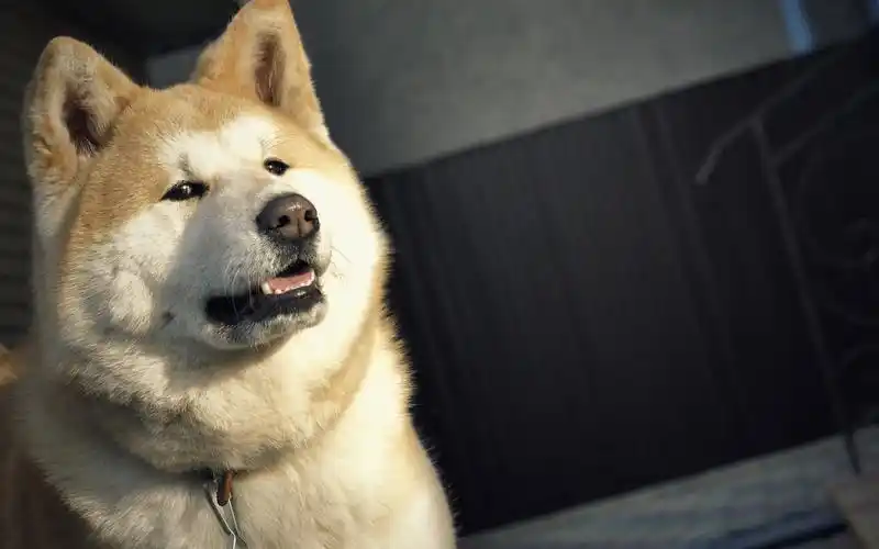 逗比秋田犬呆萌高清壁纸下载高清大图预览1920x1200_动物壁纸下载_美