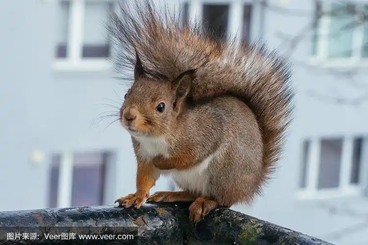 毛茸茸尾巴的松鼠