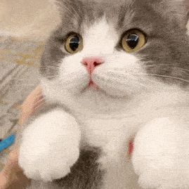 网红猫咪土豆表情包第十六弹