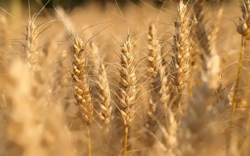 小麦特写 壁纸 - 1920x1200