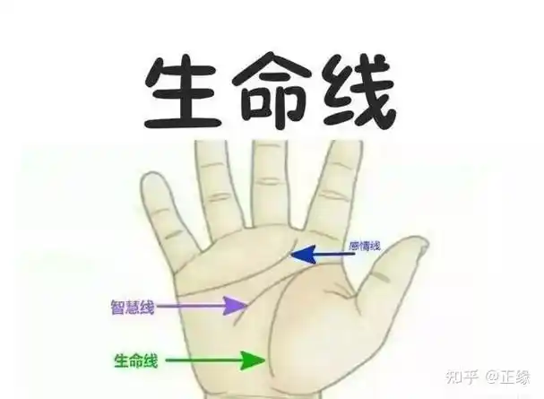 1,健康运势旺男人手掌转给你有两条生命线,并且生命线靠内的那一侧