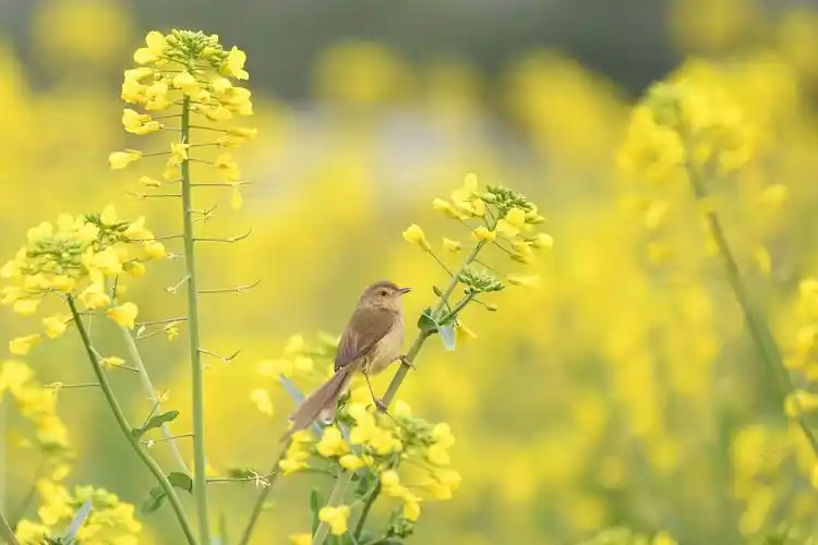 鸟语花香春光好 - 风景旅游 - 上饶新闻网