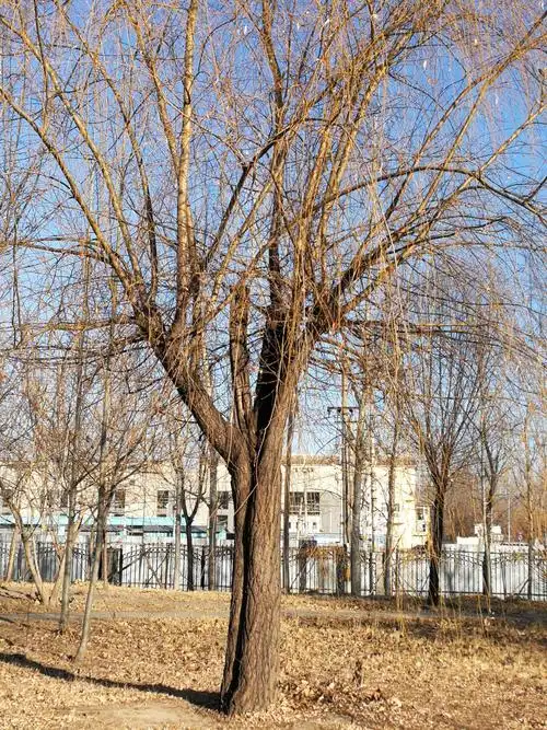 赞北方树北方人