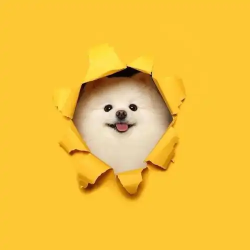 软萌萨摩耶可爱头像,动物头像图片-回车桌面