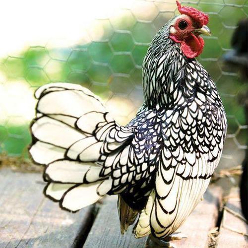 纯种波兰鸡种蛋两色混装观赏鸡种蛋宠物鸡苗可孵化受精种蛋