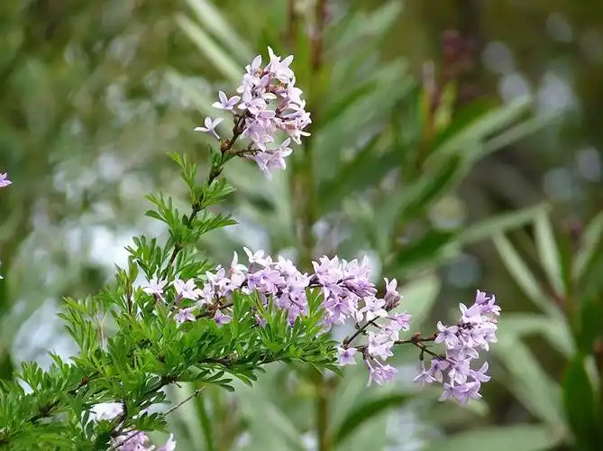 花叶丁香