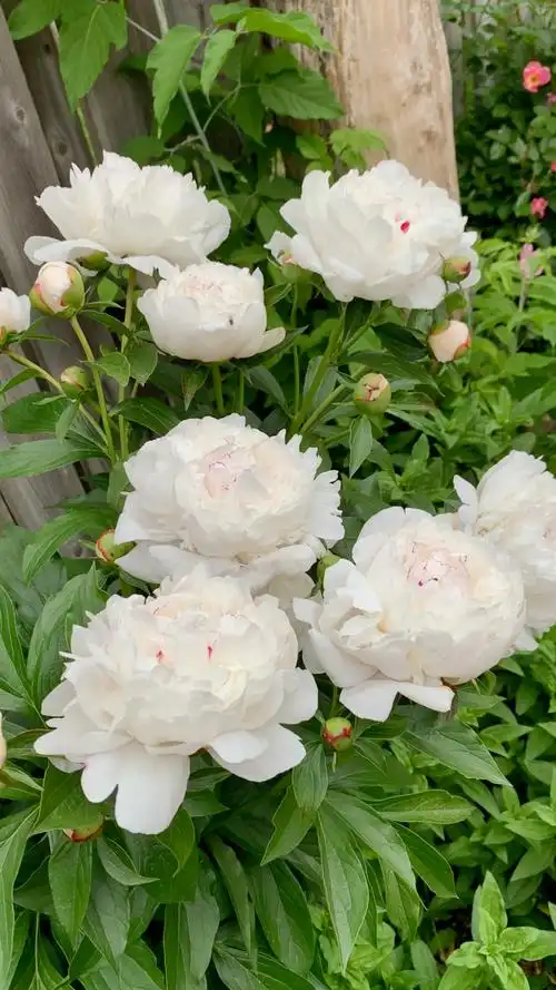 白牡丹与红玫瑰