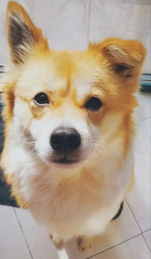 乌溜溜的大眼睛一张狗子的表情严肃的身份证照