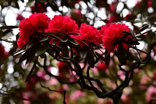 最美杜鹃花让人陶醉