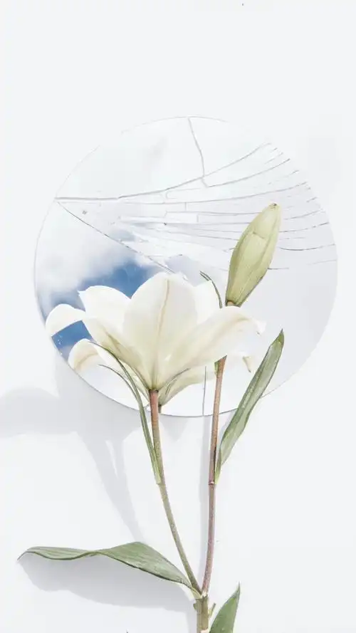 手机壁纸|白色系|唯美