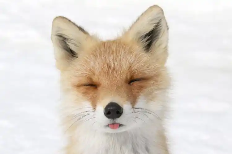 雪中的高颜值小狐狸太美了