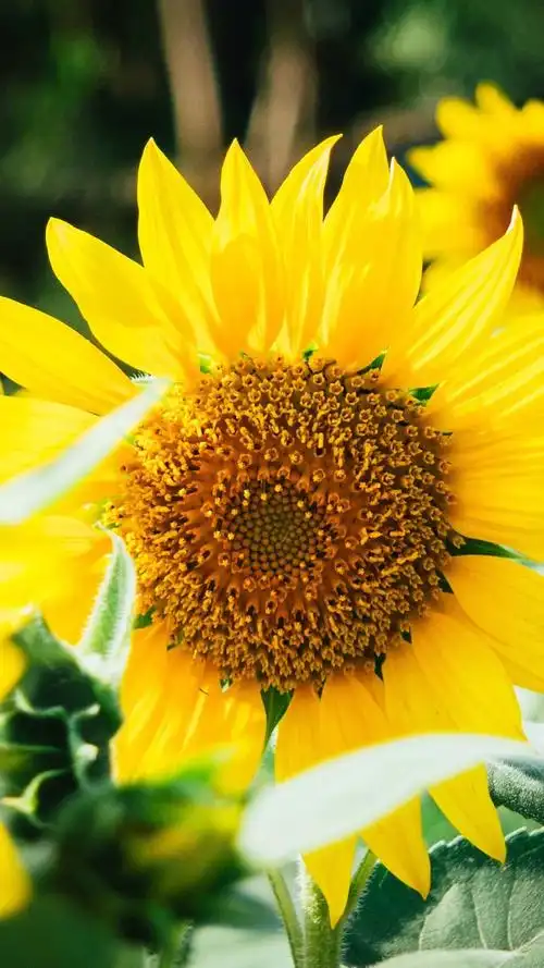 清新唯美向日葵