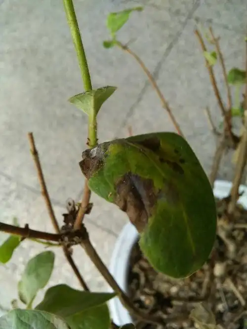 请问金银花得了什么病,怎样治?谢谢