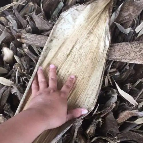 竹笋叶壳新货四川宜宾毛竹壳粽子叶豹纹楠竹笋叶端午包粽子笋壳黄粑壳