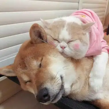 卡哇伊情头一对萌高清超卡哇伊的可爱情头图片