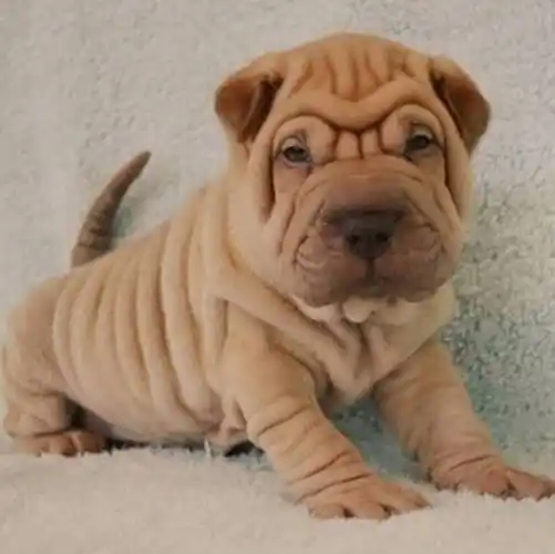 沙皮狗为什么沙皮狗多少钱一只