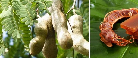 这个是酸角(学名:tamarindus indica),又称酸豆,罗望子,酸梅(海南),"