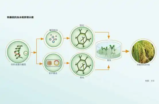 杂交水稻是转基因吗?