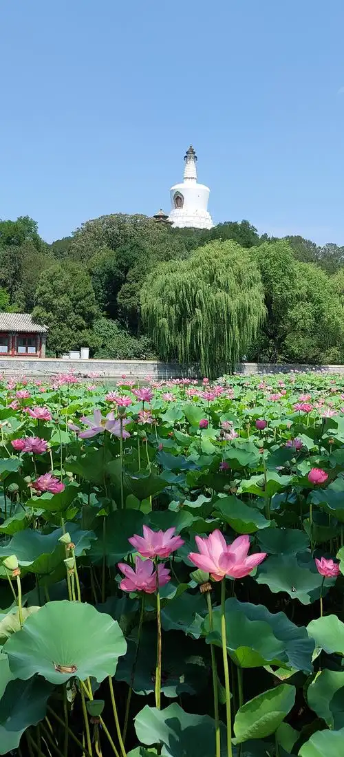 北海公园引进的白洋淀荷花. (美篇习作之1415)