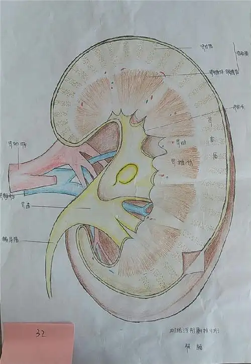 医学影像系举办第一届影像解剖绘图大赛