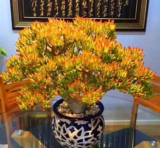 十大吉利招财的花 盘点家里最旺财的十种花图片-质信十强榜