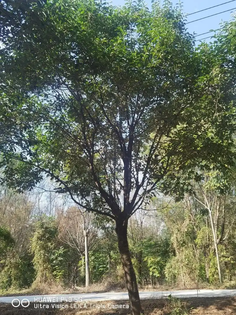 低价出售15-25厘米丝棉木,京鲁苗木公司#精品苗木 #诚信 - 抖音