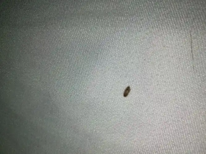 床上发现毛茸茸的小虫是什么虫