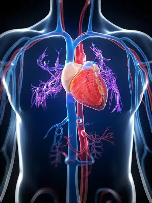 人的心脏一直在工作吗科学研究发现心脏有时候会瞒着我们休息