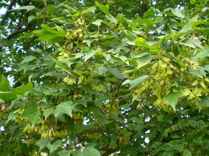 三角枫(三角槭)