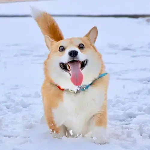 超可爱的小柯基-gen,一只行走的表情包