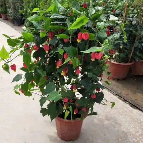 广州红灯笼景观盆栽 260#红灯笼