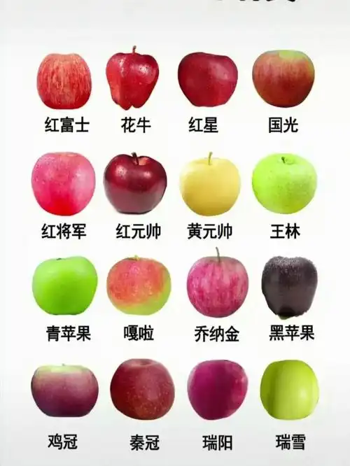 生活常识一图认识水果种类