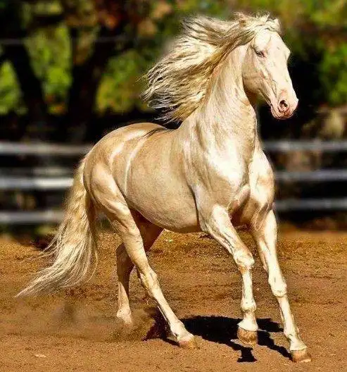 最漂亮的汗血宝马照片,汗血宝马图片大全高清