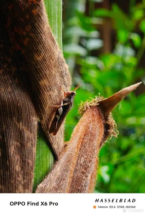 摄影干货长焦镜头拍摄照片的技巧有哪些