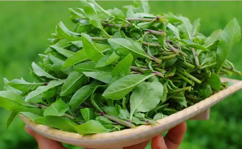 新鲜枸杞嫩芽枸杞头菜枸杞叶新鲜蔬菜2斤