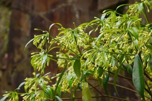 崖花海桐 pittosporum illicioides