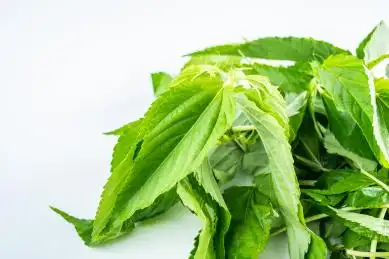 新鲜绿色蔬菜火麻叶在白背景上