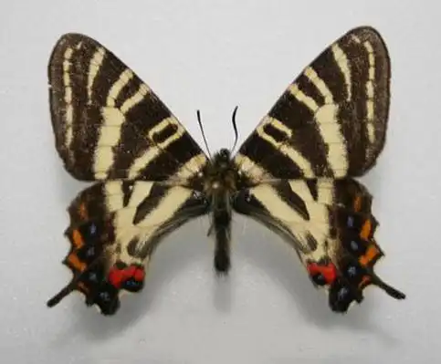 p>日本虎凤蝶(学名: i>luehdorfia japonica /i>)是虎凤蝶属的 a