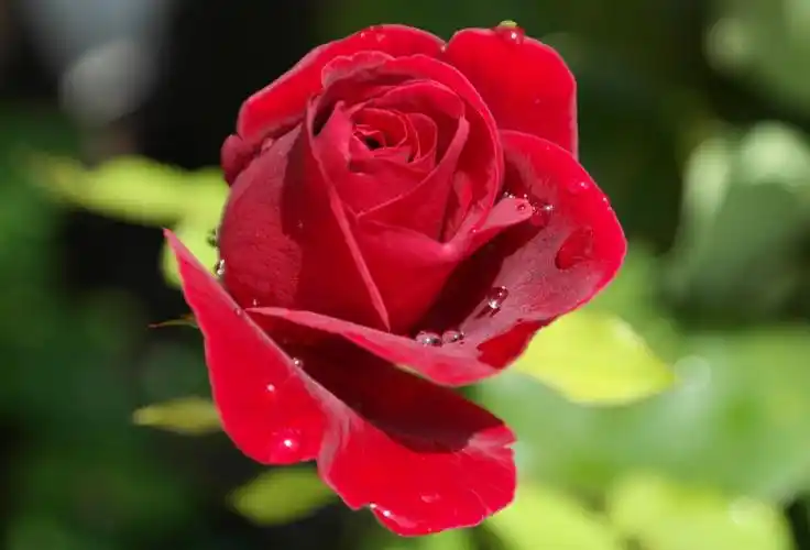 这幅图片的花儿特别美丽,你也跟小编一起来浏览吧!