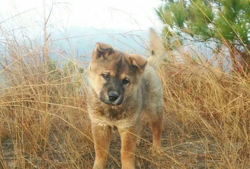 原创农村老人说土狗有三个神奇之处土狗有哪些神奇地方呢为啥