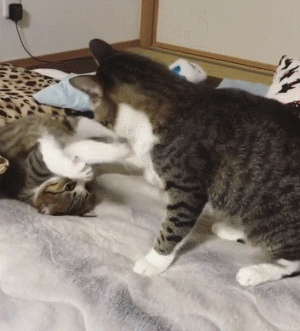 猫咪喵星人搞笑可爱淘气gif动图_动态图_表情包下载_soogif