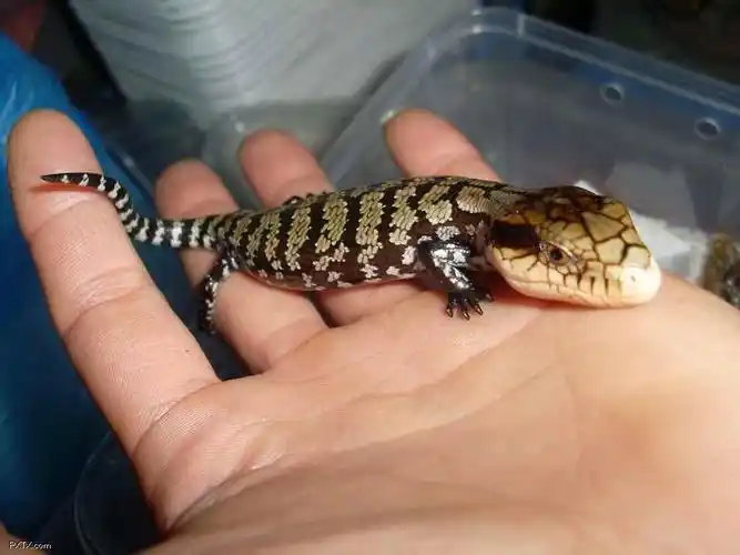 所罗门的猴尾石龙子