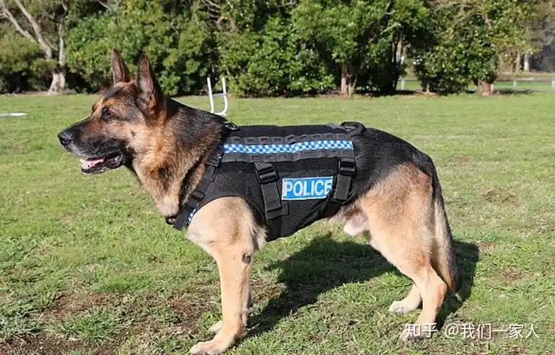 这几种狗都是中国现用警犬个个英武又忠诚