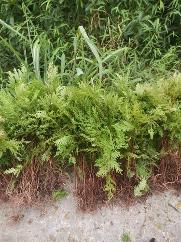 2022新鲜 野生石上柏500g克 地梭罗 金龙草 龙鳞草地侧柏正品包邮